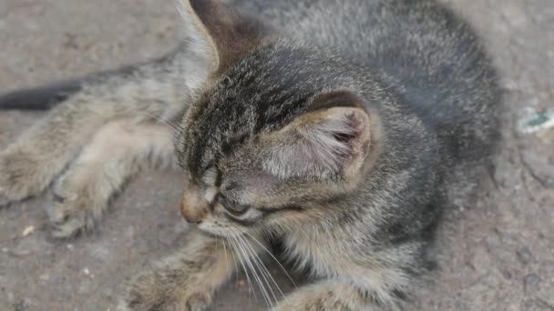 Zieke dakloze Gray kitten met gezwollen ogen Conjunctivitis zit op straat — Stockvideo