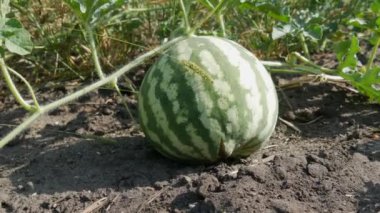 Yeşil yapraklı bir tarlada olgun, taze bir karpuz. Kavun hasadı