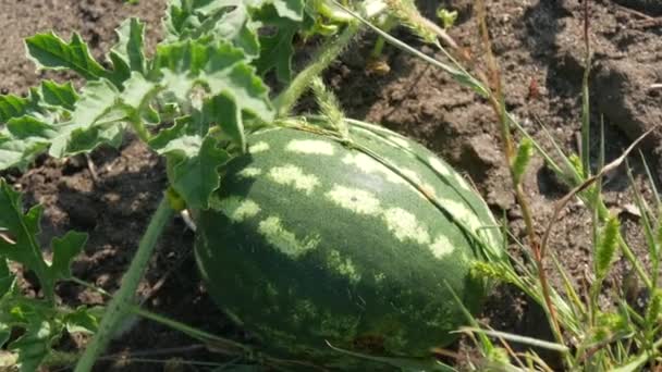 Ripe young watermelon on a field in green foliage. Melons harvest — Stock Video