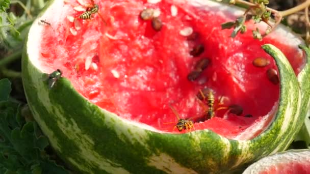 Egy fiatal görögdinnye a zöld lombozatú mezőn felrobbant. Egy érett és rothadó dinnye, amit darázs rovarok esznek. — Stock videók
