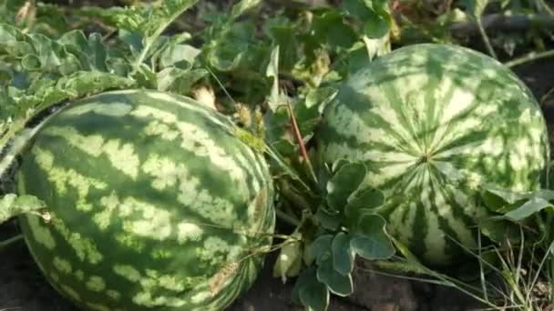 Two ripe young watermelon on a field in green foliage. Melons harvest — Stock Video