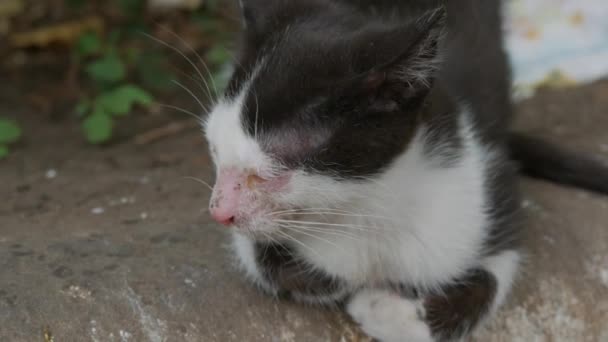 Zieke dakloze zwart-wit kitten slapen op straat — Stockvideo