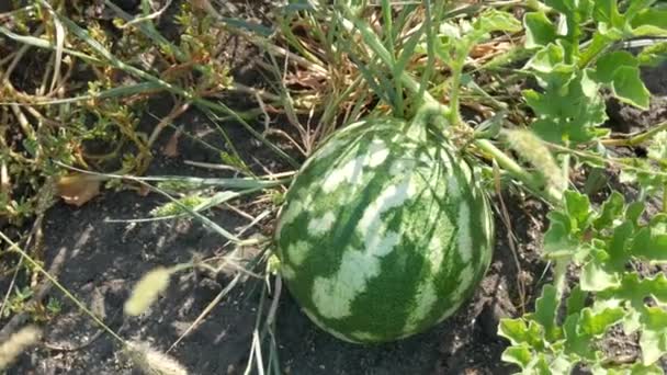 Zralý mladý meloun na poli v zeleném listí. Sklizeň melounů — Stock video