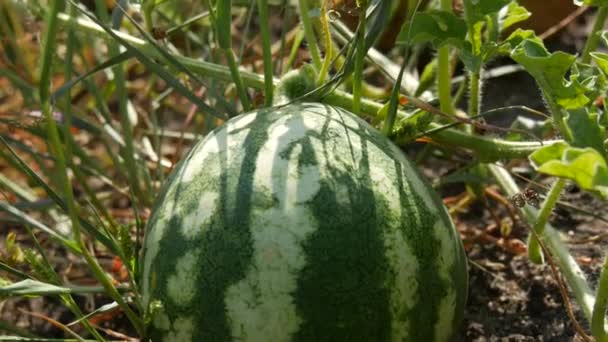 Reife junge Wassermelone auf einem Feld in grünem Laub. Melonenernte — Stockvideo