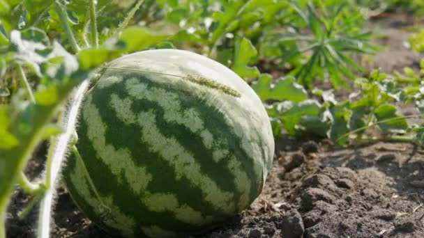 Mogna unga vattenmelon på ett fält i grönt lövverk. Melonskörd — Stockvideo