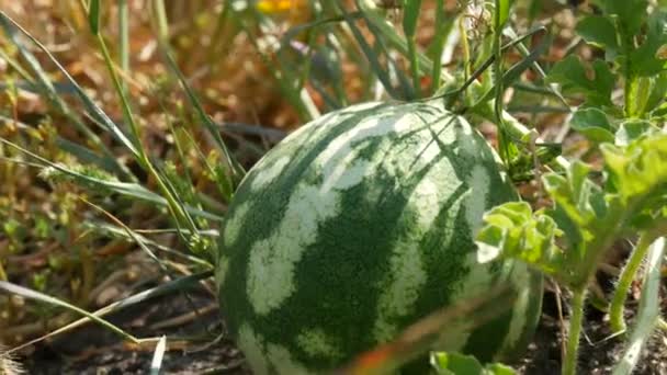 Rijp jonge watermeloen op een veld in groen gebladerte. Meloenoogst — Stockvideo