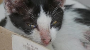 Hasta, evsiz, siyah beyaz kedi yavrusu sokakta uyuyor.