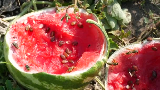 Uma melancia jovem em um campo em folhagem verde, estourou. Uma safra madura e podre de melões comidos por insetos vespa — Vídeo de Stock