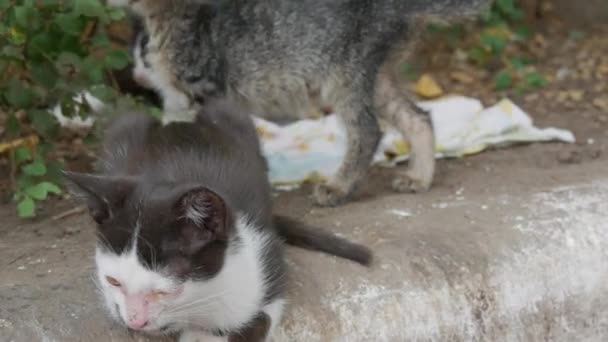 Άρρωστοι άστεγοι μαύρο και άσπρο γατάκι κοιμούνται στο δρόμο — Αρχείο Βίντεο