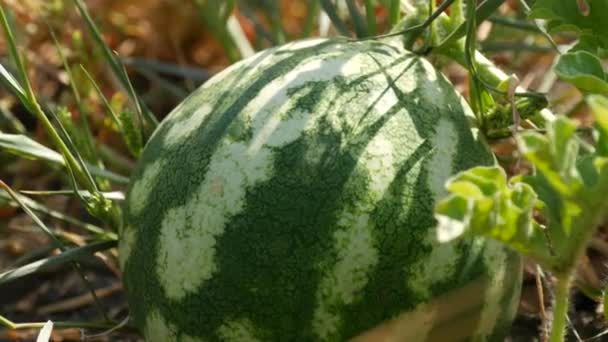 Mogna unga vattenmelon på ett fält i grönt lövverk. Melonskörd — Stockvideo