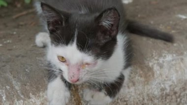 Hasta, evsiz, siyah beyaz kedi yavrusu sokakta uyuyor.