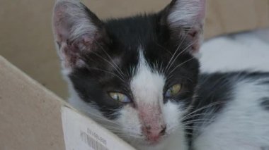 Hasta, evsiz, siyah beyaz kedi yavrusu sokakta uyuyor.