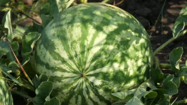 Ripe young watermelon on a field in green foliage. Melons harvest — Stock Video