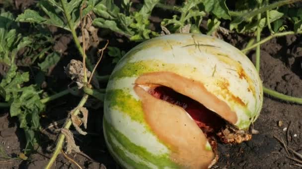 Eine junge Wassermelone auf einem Feld in grünem Laub, platzte. Ernte reifer und fauler Melonen — Stockvideo