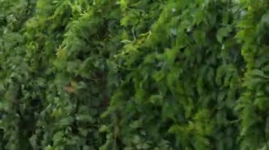 Rüzgarın doğadaki dışavurumu. Vahşi üzüm yaprakları ya da yalamalar rüzgarın baskısı altında sallanır ve yaklaşan bir yağmur fırtınası ile