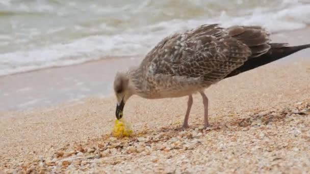 Grande gaivota come um balanço de milho cozido nas margens do Mar de Azov, Ucrânia — Vídeo de Stock