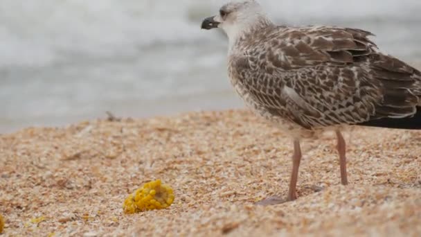 Велика чайка їсть гойдалку вареної кукурудзи на берегах Азовського моря. — стокове відео