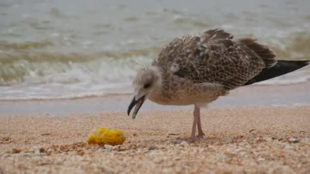 Grande gabbiano mangia un'altalena di mais bollito sulle rive del mare di Azov, Ucraina — Video Stock