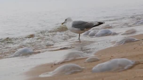 Ukrayna 'nın Azov Denizi kıyısındaki dev denizanaları. — Stok video