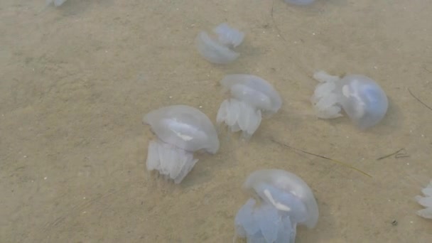 Un gran numero di meduse bianche giacciono su acque limpide, che vengono lavate dalle onde. disastro ecologico Lago Sivash, Ucraina. — Video Stock