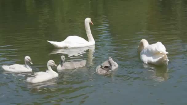 Swan Family Lake Adult Swans Children Swim Lake Park — Vídeos de Stock