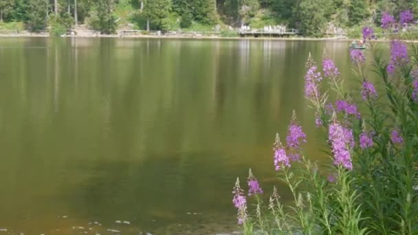 Mummelsee Germany July 2022 View Lake Shore Forest Black Forest — 비디오