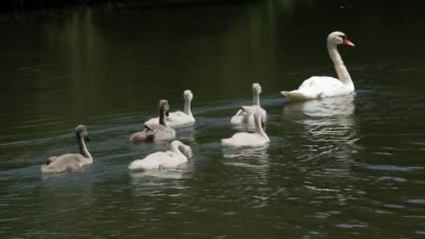 Swan Familie Het Meer Volwassen Zwanen Hun Kinderen Zwemmen Het — Stockvideo