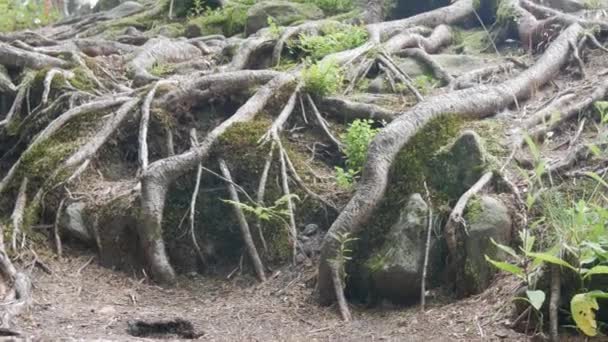 Huge Branched Long Old Tree Roots Overgrown Moss Tree Roots — Stockvideo