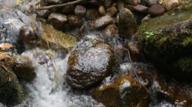 Etrafı kaya ve yosun kayalarıyla çevrili temiz ve temiz bir dağ suyu. Alman Kara Ormanı 'nın güzel doğası.