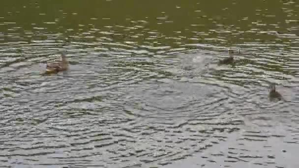 Сім Каченят Доросла Качка Плавають Чорній Поверхні Озера Каченята Смішні — стокове відео