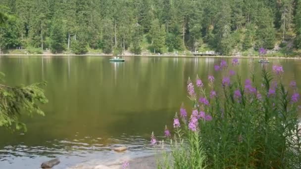 Mummelsee Germany July 2022 View Lake Shore Forest Black Forest — Stock videók