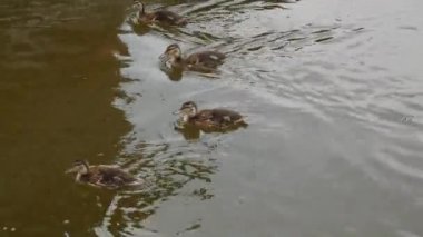 A family of ducklings and an adult duck swim on the black surface of the lake.
