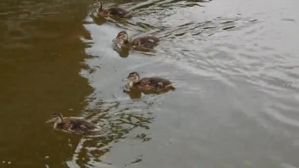 Family Ducklings Adult Duck Swim Black Surface Lake — Vídeo de Stock