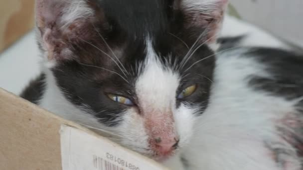 Zieke Dakloze Zwart Wit Kitten Slapen Straat — Stockvideo