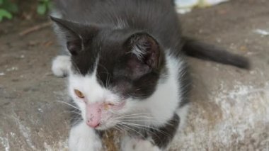 Hasta, evsiz, siyah beyaz kedi yavrusu sokakta uyuyor..