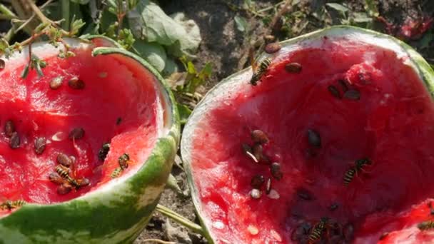 一片绿叶覆盖的田野上 一个年轻的西瓜爆裂了 一种成熟而腐烂的瓜果 被黄蜂昆虫吃掉了 — 图库视频影像