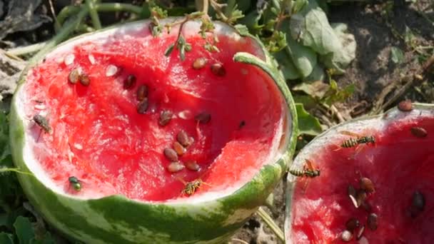 Młode Arbuzy Polu Zielonych Liściach Pękły Dojrzała Zgniła Uprawa Melonów — Wideo stockowe