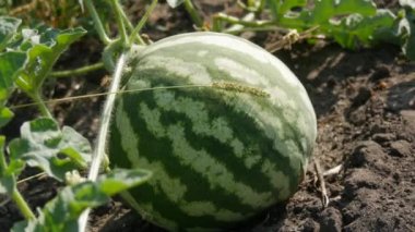 Yeşil yapraklı bir tarlada olgun, taze bir karpuz. Kavun hasadı.