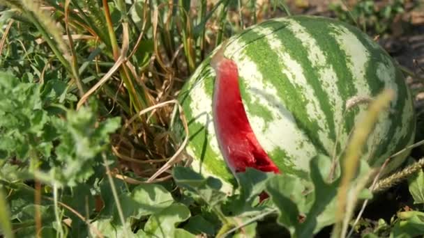 Eine Junge Wassermelone Auf Einem Feld Grünem Laub Platzte Ernte — Stockvideo