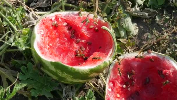 Young Watermelons Field Green Foliage Burst Ripe Rotten Crop Melons — Stock Video