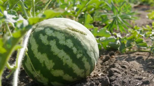 Reife Junge Wassermelone Auf Einem Feld Grünem Laub Melonenernte — Stockvideo