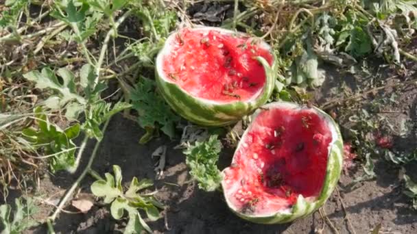 Una Sandía Joven Campo Follaje Verde Estalló Cultivo Maduro Podrido — Vídeo de stock