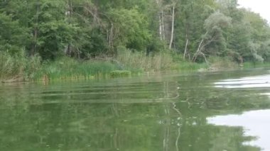 Güzel, sık ağaçların yetiştiği kıyılarda yeşil nehir boyunca yürü. Hareket halindeki bir zevk teknesinden görüntü.