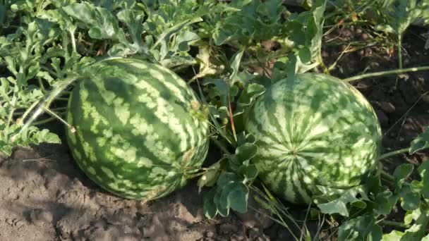 Dwa Dojrzały Młody Arbuz Pole Zielony Liść Żniwa Melonów — Wideo stockowe