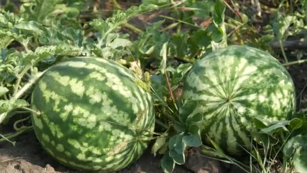两个成熟的小西瓜在绿叶的田里 瓜果收获 — 图库视频影像