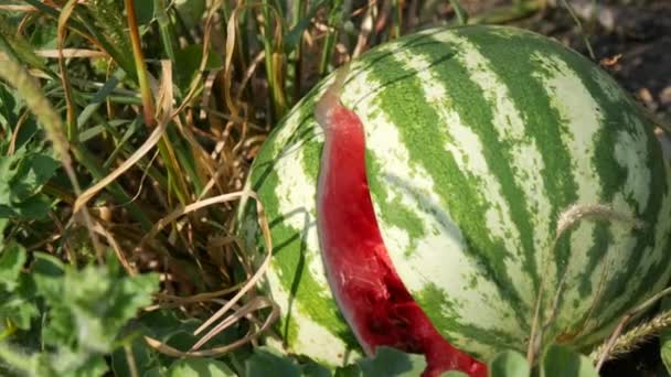Una Sandía Joven Campo Follaje Verde Estalló Cosecha Melones Maduros — Vídeo de stock