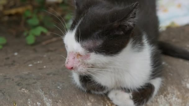 Sick Homeless Black White Kitten Sleep Street — Stock Video