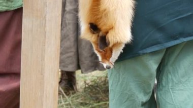 Skin of a killed fox on the belt of a man in medieval clothes.
