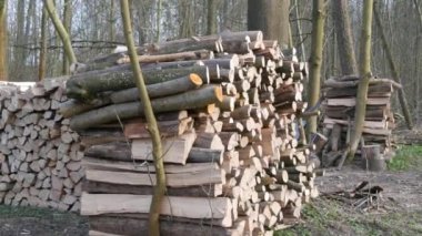 Birçok kesik ağaç gövdesi ormanda bir sırada yatar. Doğayı yasa dışı ağaç kesiminden korumak..