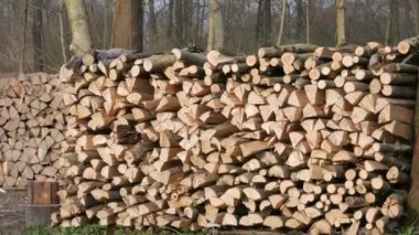 Birçok kesik ağaç gövdesi ormanda bir sırada yatar. Doğayı yasa dışı ağaç kesiminden korumak..